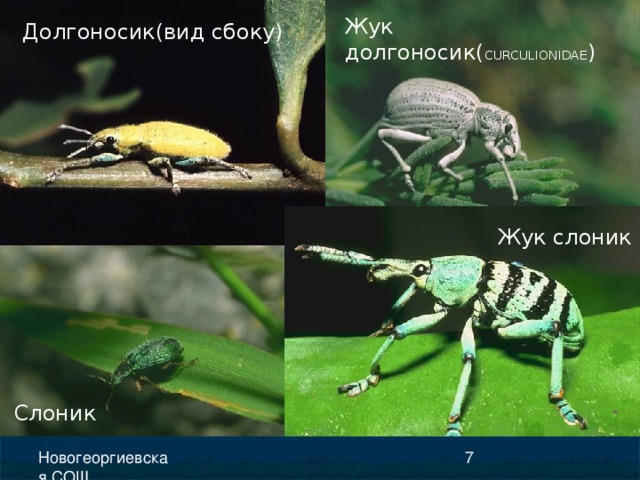 Жук долгоносик( CURCULIONIDAE ) Долгоносик(вид сбоку) Жук слоник Слоник 