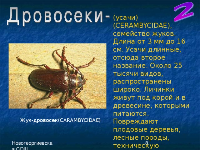(усачи)( CERAMBYCIDAE ), семейство жуков. Длина от 3 мм до 16 см. Усачи длинные, отсюда второе название. Около 25 тысячи видов, распространены широко. Личинки живут под корой и в древесине, которыми питаются. Повреждают плодовые деревья, лесные породы, техническую древесину, деревянные постройки. Жук-дровосек( CARAMBYCIDAE )  