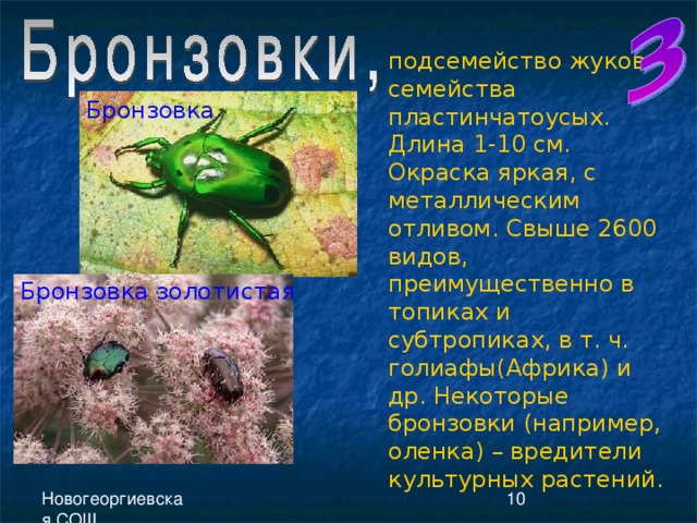 подсемейство жуков семейства пластинчатоусых. Длина 1-10 см. Окраска яркая, с металлическим отливом. Свыше 2600 видов, преимущественно в топиках и субтропиках, в т. ч. голиафы(Африка) и др. Некоторые бронзовки (например, оленка) – вредители культурных растений. Бронзовка Бронзовка золотистая 