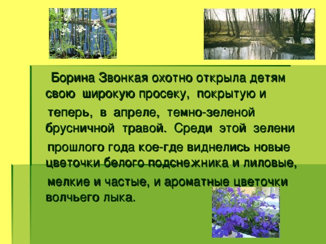 Борина Звонкая охотно открыла детям свою широкую просеку, покрытую и  теперь, в апреле, темно-зеленой брусничной травой. Среди этой зелени  прошлого года кое-где виднелись новые цветочки белого подснежника и лиловые,  мелкие и частые, и ароматные цветочки волчьего лыка.