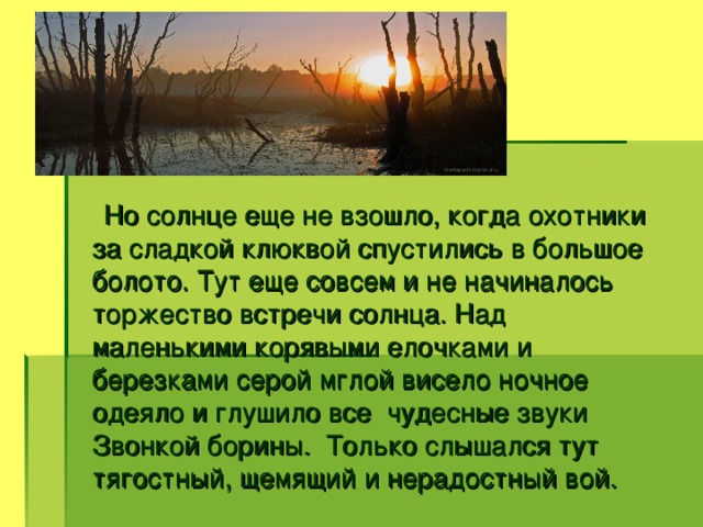 Но солнце еще не взошло, когда охотники за сладкой клюквой спустились в большое болото. Тут еще совсем и не начиналось торжество встречи солнца. Над маленькими корявыми елочками и березками серой мглой висело ночное одеяло и глушило все чудесные звуки Звонкой борины. Только слышался тут тягостный, щемящий и нерадостный вой.