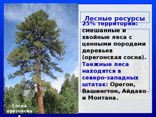 Лесные ресурсы сайт. Лесные ресурсы США. Лесные природные ресурсы США. Лесные ресурсы США таблица. Лесные ресурсы США карта.