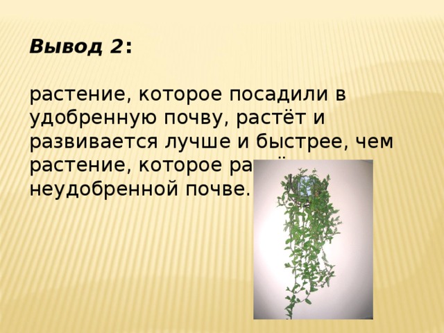 Вывод 2 :  растение, которое посадили в удобренную почву, растёт и развивается лучше и быстрее, чем растение, которое растёт в неудобренной почве. 