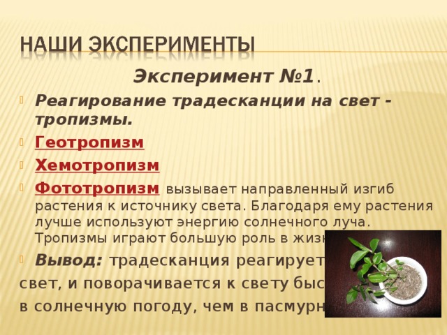 Эксперимент №1 . Реагирование традесканции на свет - тропизмы. Геотропизм Хемотропизм Фототропизм  вызывает направленный изгиб растения к источнику света. Благодаря ему растения лучше используют энергию солнечного луча. Тропизмы играют большую роль в жизни растения. Вывод: традесканция  реагирует на свет, и поворачивается к свету быстрее в солнечную погоду, чем в пасмурную. 