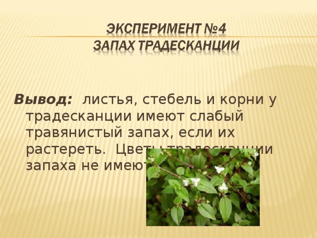 Вывод: листья, стебель и корни у традесканции имеют слабый травянистый запах, если их растереть. Цветы традесканции запаха не имеют. 