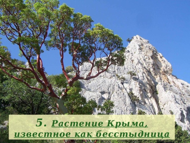 5. Растение Крыма, известное как бесстыдница 