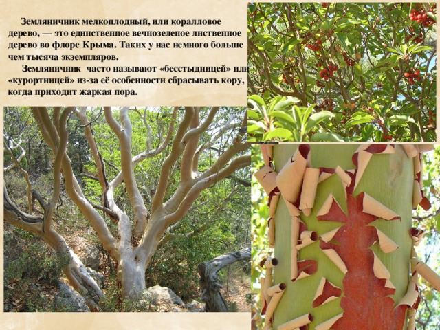  Земляничник мелкоплодный, или коралловое дерево, — это единственное вечнозеленое лиственное дерево во флоре Крыма. Таких у нас немного больше чем тысяча экземпляров.  Земляничник часто называют «бесстыдницей» или «курортницей» из-за её особенности сбрасывать кору, когда приходит жаркая пора. 
