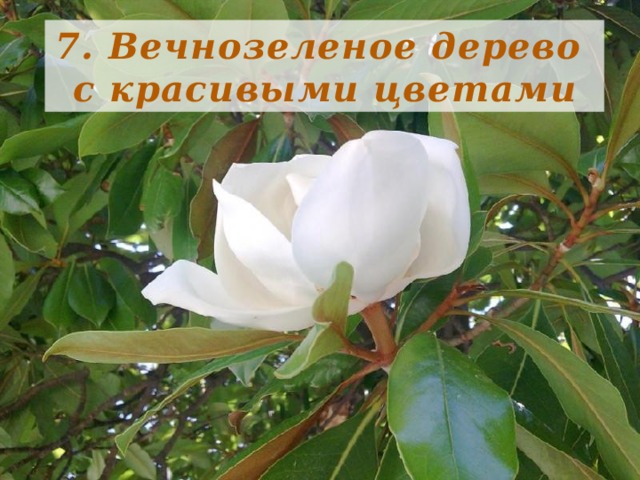 7. Вечнозеленое дерево с красивыми цветами 