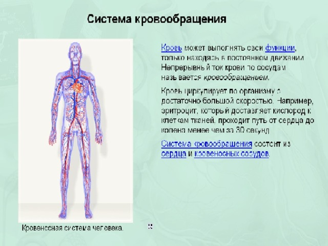 Укажите органы кровообращения