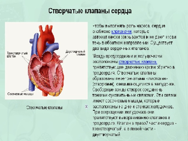 Внутри околосердечной сумки находится