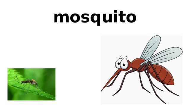mosquito 