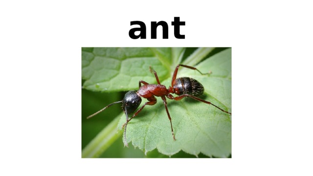 ant 