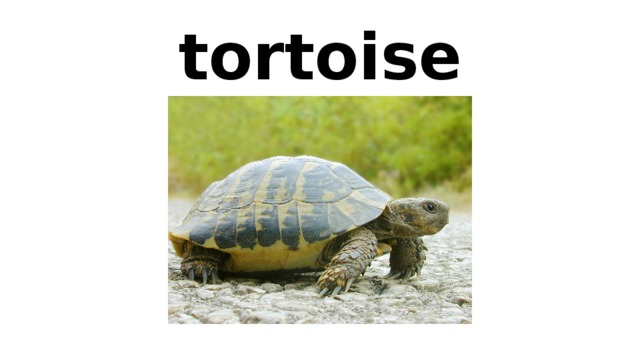 tortoise 