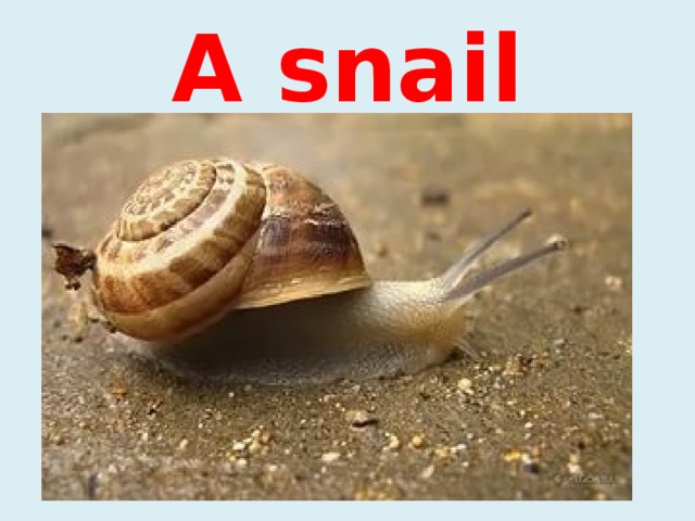A snail 