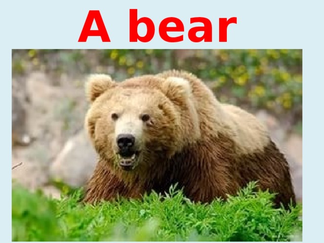 A bear 