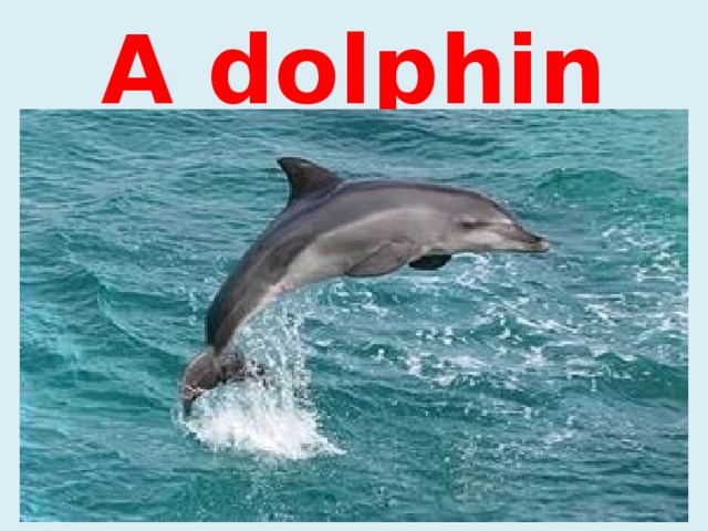 A dolphin 