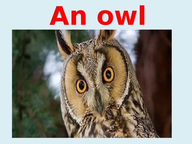 An owl 