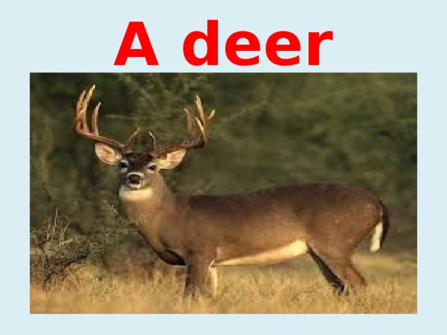 A deer 