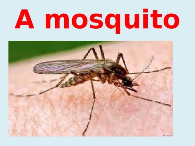 A mosquito 