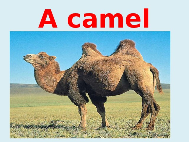 A camel 