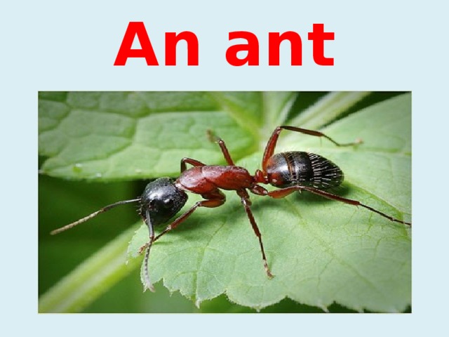 An ant 