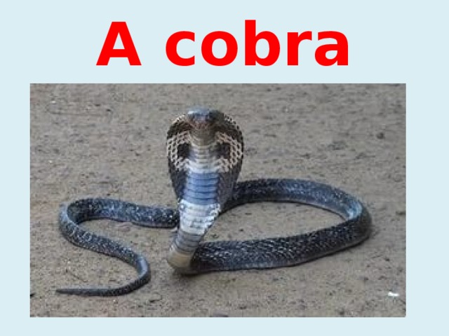 A cobra 
