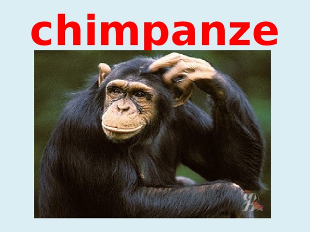 A chimpanzee 