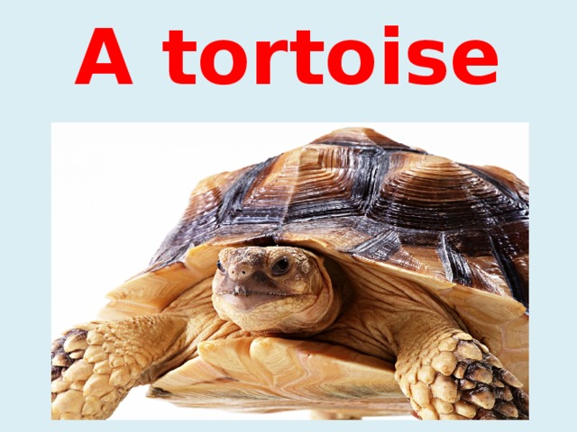 A tortoise 