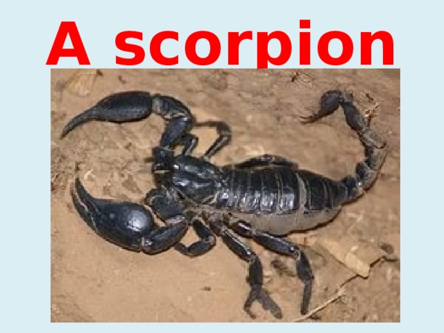 A scorpion 