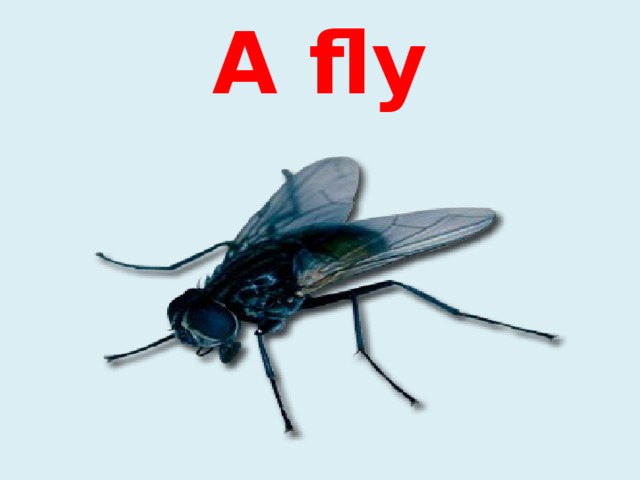 A fly 