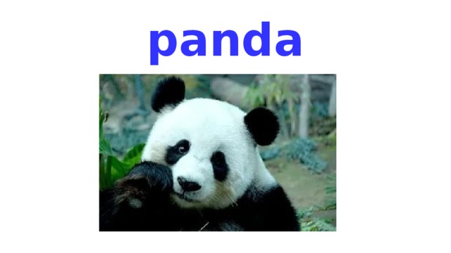 panda 