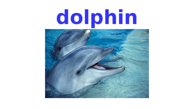 dolphin 