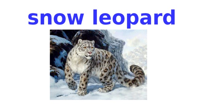  snow  leopard 