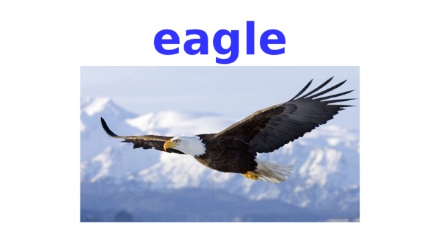 eagle 