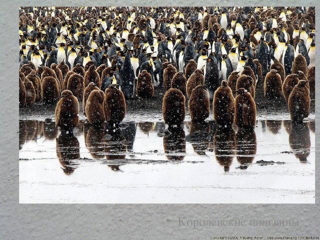 Королевские пингвины 