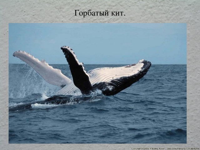 Горбатый кит. 