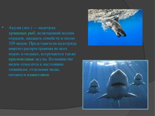 Акулы ( лат. ) — надотряд хрящевых рыб , включающий восемь отрядов, двадцать семейств и около 350 видов. Представители надотряда широко распространены во всех морях и океанах, встречаются также пресноводные акулы. Большинство видов относятся к настоящим хищникам, отдельные виды, питаются планктоном .   