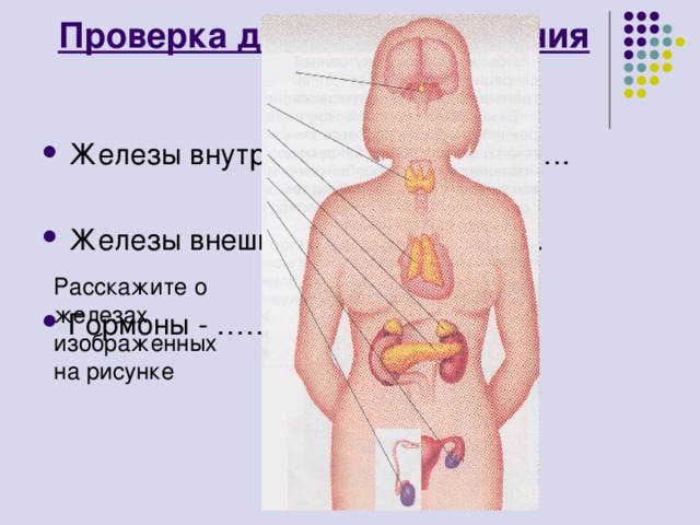 Укажи рисунок на котором изображена железа вырабатывающая гормон инсулин