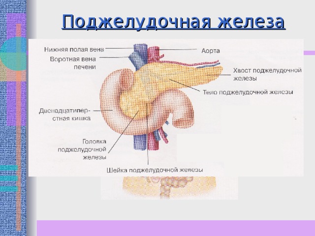 На рисунке схематично изображено гуморальное влияние гипофиза на функционирование щитовидной железы