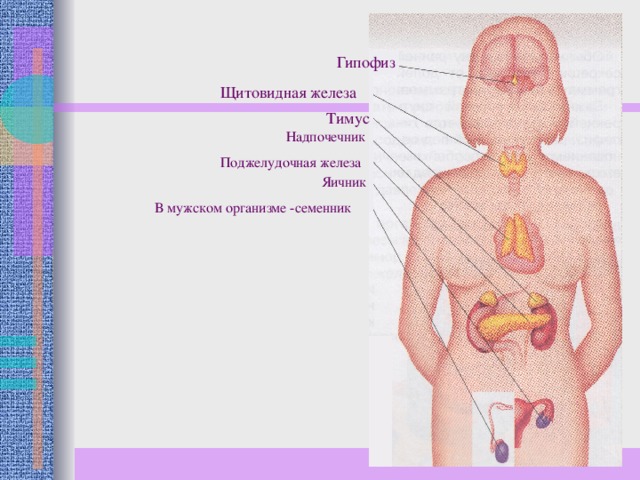 Поджелудочная и яичники. Гипофиз эпифиз вилочковая щитовидная железа. Вилочковая железа надпочечники гипофиз. Гипофиз надпочечники щитовидная железа вилочковая. Гипофиз – надпочечники – поджелудочная железа – тимус.