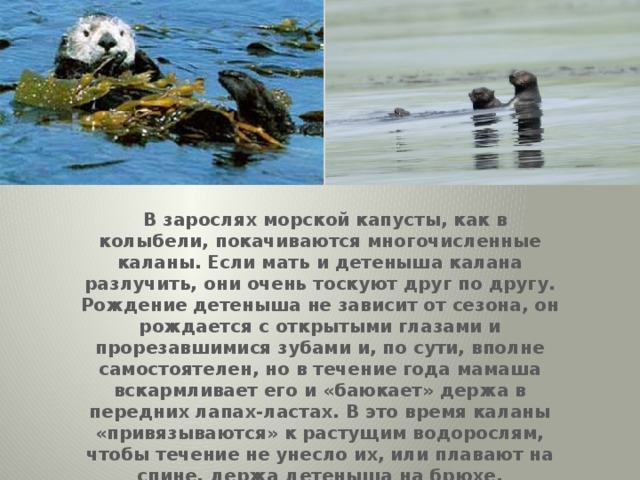 Командорские острова презентация