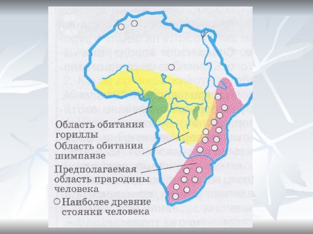 Прародина человека презентация 11 класс биология