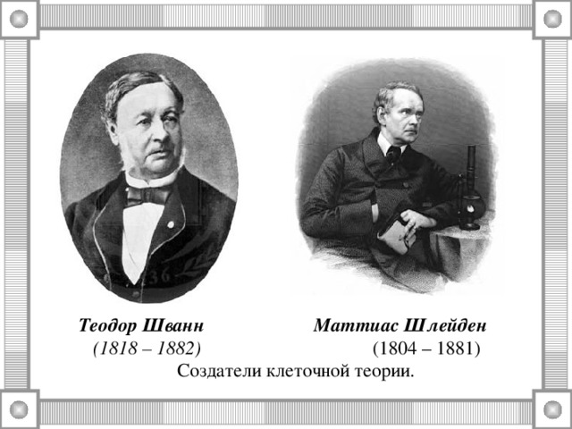  Теодор Шванн  Маттиас Шлейден   (1818 – 1882) (1804 – 1881) Создатели клеточной теории. 