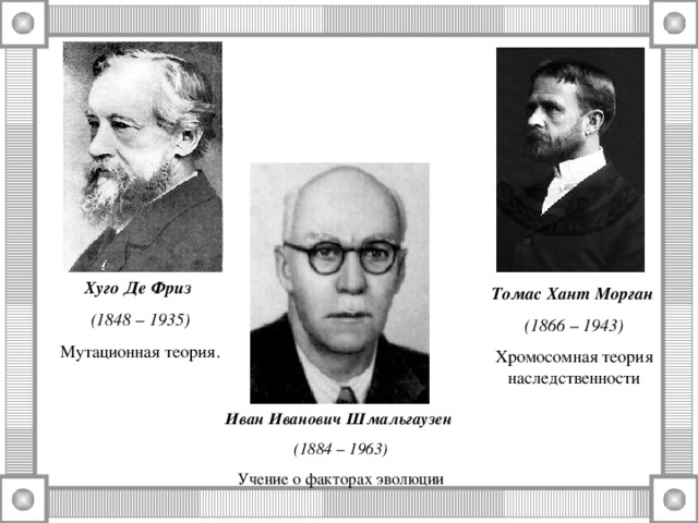 Хуго Де Фриз (1848 – 1935) Мутационная теория. Томас Хант Морган  (1866 – 1943) Хромосомная теория наследственности Иван Иванович Шмальгаузен (1884 – 1963) Учение о факторах эволюции 