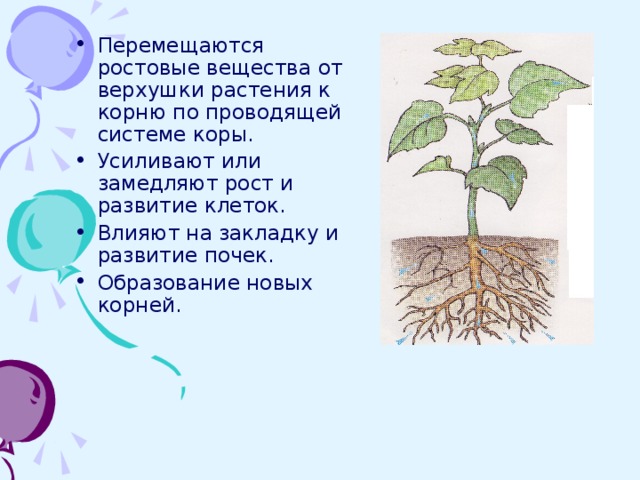 Перемещаются ростовые вещества от верхушки растения к корню по проводящей системе коры. Усиливают или замедляют рост и развитие клеток. Влияют на закладку и развитие почек. Образование новых корней. 