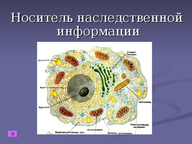 Клетки участки. Какую работу выполняют клетки. Где находится ЭПС В клетке. Место в клетке ЭПС. Глазная ЭПС животной клетки.