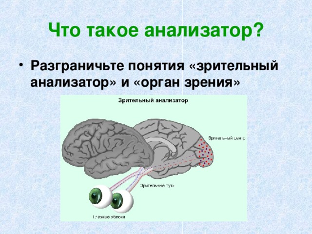 Что такое анализатор? Разграничьте понятия «зрительный анализатор» и «орган зрения» 