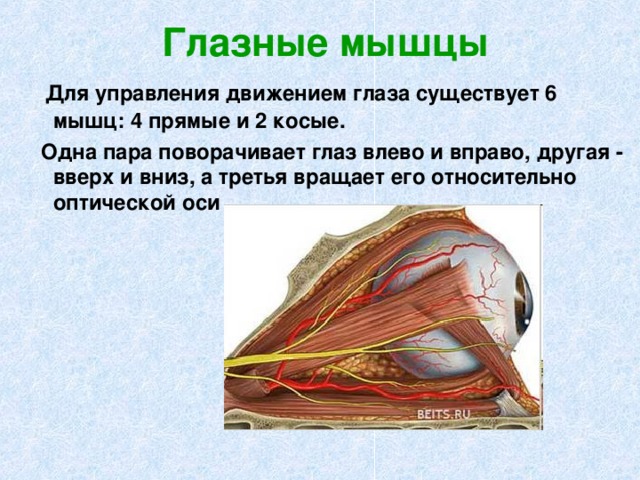 Косых мышц глазного яблока. Строение глаза мышцы глаза. Строение мышц глаза. Наружные мышцы глазного яблока. Прямые и косые мышцы глаза.