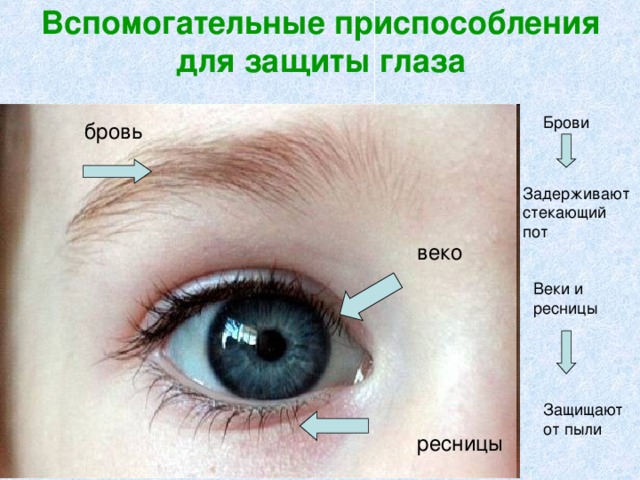 Вспомогательные приспособления для защиты глаза Брови бровь Задерживают стекающий пот веко Веки и ресницы Защищают от пыли ресницы 