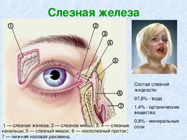 Слезная железа вв Состав слезной жидкости: 97,8% - вода 1,4% - органические вещества 0,8% - минеральные соли  1 — слезная железа; 2 — слезное мясцо; 3, 4 — слезные канальцы; 5 — слезный мешок; 6 — носослезный проток; 7 — нижняя носовая раковина. 